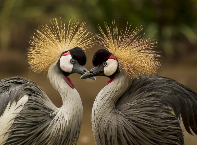 Wallpaper crowned crane, bird, 5k, Animals 9036810965